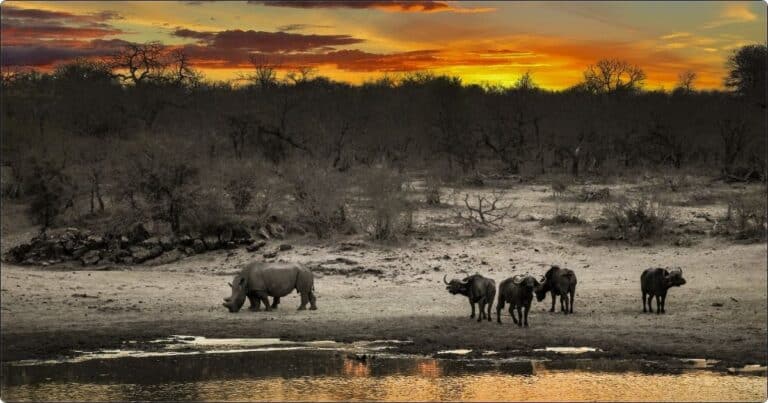 Indian RhinoRhino