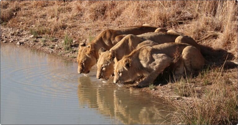 Asiatic lion Animal